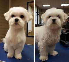 Dog Red Line 14 Best Maltese Haircuts For Dog Lovers In 2020 Maltese Haircut Maltese Dogs Haircuts Maltese Dogs Grooming