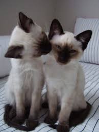 Because they are so beloved, however, they come at a price. Price Range Of A Siamese Kitten Kitty Kisses Cute Animals Cats