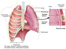 Rib cage pain is a common complaint that can be caused by factors, ranging from a fractured rib to lung cancer. 2 Complex Integration Of The Lung In The Human Body The Intercostal Download Scientific Diagram
