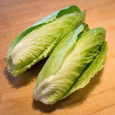 Insalate (cicoria, radicchio, catalogna, puntarelle, indivia, lattuga, valerianella, rucola). Radicchio Cychorium Cychorium Orto Radicchio Cychorium Orto