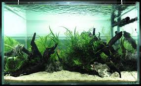 Use Of White Sand Is Nice Here Aquatic Plants Tropical Fish Tanks Planted Aquarium