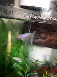 See more of cellophane on facebook. Cellophane Betta But What Else Bettafish