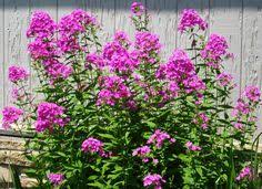 Phlox Robert Poore Living Room Window Garden Variegated Plants Foliage Plants Plants