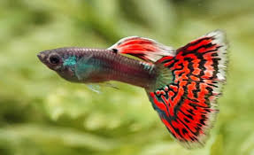 Evden Para Kazanma Yontemleri Lepistes Yetistiriciligi In 2020 Betta Aquarium Aquarium Fish Tropical Freshwater Fish