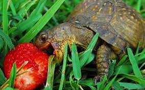 Scegliere corretta alimentazione delle tartarughe di terra è importante perché permette alle tartarughe di terra di assimilare tutte le diverse sostanze di cui il loro organismo ha bisogno. Mondo Dei Rettili Alimentazione Delle Tartarughe Di Terra