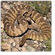 Tiger Rattlesnake Az Snake Rattlesnake Snake Removal