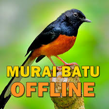 Markas besar divisi ketiga infanteri malaysia menyebutkan, burung murai itu diduga milik jaringan penyelundup satwa dilindungi lintas negara. Kicau Suara Burung Murai Batu Mp3 Offline Aplicaciones En Google Play