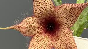 Image result for Stapelia gigantea