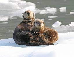 Snow Babies Cutest Animals In The Snow In Pictures Sea Otter Baby Sea Otters Cute Animals