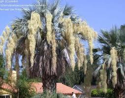 Image result for Triumfetta brachyceras