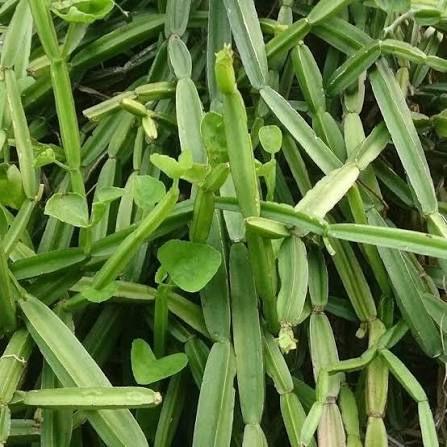 Winged Treebine
