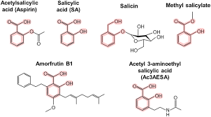 Aspirin given shortly after a heart attack decreases the risk of death. How Does Aspirin Work In Plants And Humans Frontiers For Young Minds