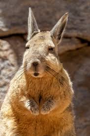 Image result for viscacha