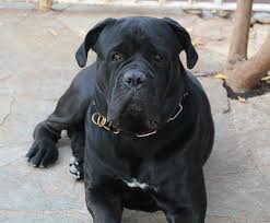 Cane Corso Wikipedia Races De Chiens Cane Corso Chien De Guerre