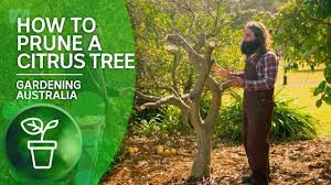 Young trees should have any sprouts removed and any weak limbs pruned out. How To Prune A Citrus Tree Citrus Gardening Australia Youtube