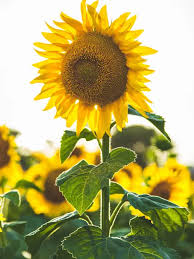 Bunga matahari atau nama latinnya helianthus annuus l. Mengungkap Kepribadian Perempuan Penyuka Bunga Matahari Lifestyle Fimela Com