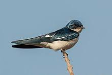 The ubiquitous barn swallow, found on every continent except antarctica, is a wondrous migrator. Swallow Wikipedia