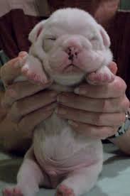 Largest Male Puddles Puddy 14 Days Old English Bulldog Puppies Bulldog Puppies Bulldog