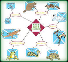 With the right mixture of plants, fish and other pond animals you will have an incredible water. Pond Habitats Powerknowledge Life Science