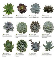 Different Types Of Succulents The Best Of Home Indoor In 2017 Home Decor Ideas Etli Yaprakli Bitki Bahcesi Bitki Minyatur Bahceler
