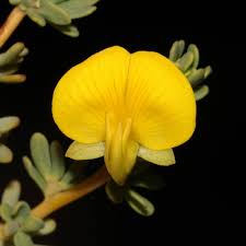 Image result for Pycnospora