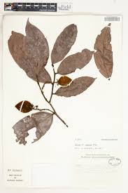 Image result for Dactyladenia