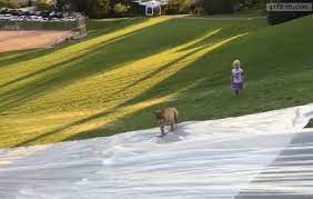 Dog Gets Hit On The Slip N Slide Video Funny Gif Funny Pictures Funny Dog Videos