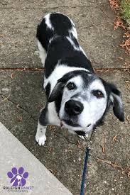 Dog boarding kennels provide your dog a safe and secure place to call their home away from home while you are away. Did You Know That With Our All Inclusive Pet Visits We Send You An Email With Real Time Notes After Each Visit Pets Dog Walking Services Dog Boarding Near Me