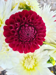 Dahlia Cornel Dahlia Flower Dahlia Flowers