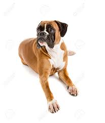 Image result for dog image no background