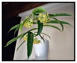 Image result for Platycaulos