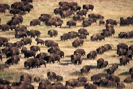 Bison At Standing Rock Standing Rock Protesters Report Wild Buffalo Sighting Fullact Trending Stories With The Laugh Mixture American Bison Standing Rock Bison