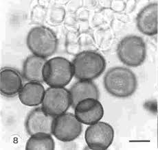 Image result for Euclasta condylotricha