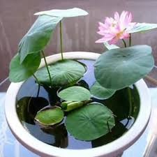 How To Grow Lotus Flower In 2020 Lotus Flower Seeds Flower Seeds Lily Seeds