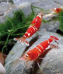 Caridina Red Crystal Freshwater Aquarium Shrimp Betta Fish Types Betta Aquarium