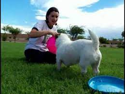 Mar 22, 2020 · if your dog picks the dog frisbee then it means your dog is interested. How To Teach Your Dog To Catch A Frisbee Youtube