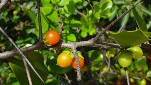 Image result for Dovyalis lucida