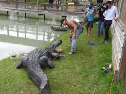 Maybe you would like to learn more about one of these? Dayton Gator Could Be Biggest Ever Captured In Texas