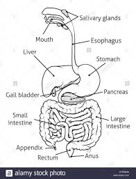 Alimentary Canal Diagram Digestive System Diagram Human Digestive System Integumentary System
