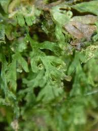 Image result for Crepidomanes