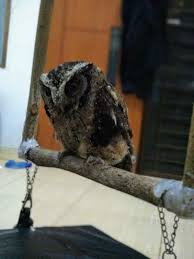 Check spelling or type a new query. Anak Burung Hantu Atau Celepuk Jinak Murah Banget Perlengkapan Hewan Aksesoris Hewan Di Carousell