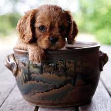 Sweet Puppy What An Adorable Face Cute Teacup Puppies Spaniel Puppies King Charles Cavalier Spaniel Puppy