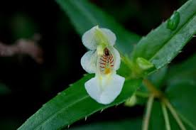 Image result for Impatiens lutzmanniae