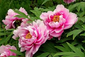 It is advisable to cover the plant with sawdust or dried leaves. Peony Description Types Major Species Britannica