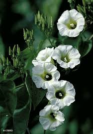 Image result for Ipomoea turbinata
