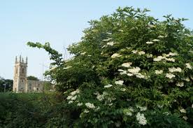 Maybe you would like to learn more about one of these? Do Gooseberries And Elderflowers Make Do And Spend