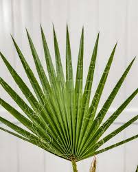 Image result for Washingtonia