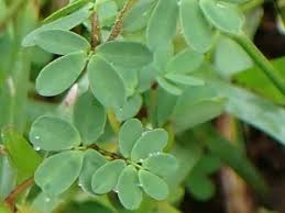 Image result for Smithia