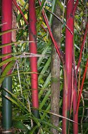 Red Bamboo Hilo Botanical Gardens Bamboo Garden Bamboo Landscape Bamboo Species