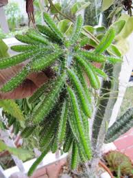 Can you grow cacti in florida? Succulents Do Grow In Florida Succulents Growing Succulents Planting Succulents